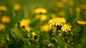 Preview wallpaper dandelion, flower, leaves, grass, macro