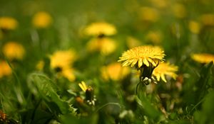 Preview wallpaper dandelion, flower, leaves, grass, macro