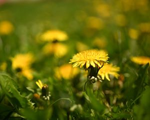 Preview wallpaper dandelion, flower, leaves, grass, macro