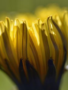 Preview wallpaper dandelion, flower, petals, macro, blur