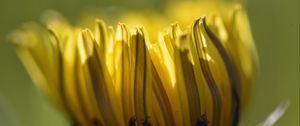 Preview wallpaper dandelion, flower, petals, macro, blur