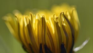 Preview wallpaper dandelion, flower, petals, macro, blur