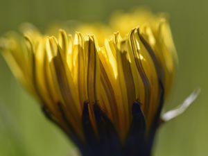 Preview wallpaper dandelion, flower, petals, macro, blur