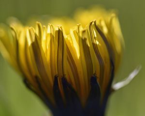 Preview wallpaper dandelion, flower, petals, macro, blur