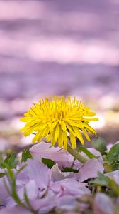 Preview wallpaper dandelion, flower, petals, plant