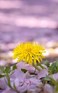 Preview wallpaper dandelion, flower, petals, plant