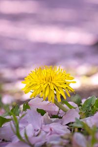 Preview wallpaper dandelion, flower, petals, plant