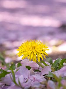 Preview wallpaper dandelion, flower, petals, plant