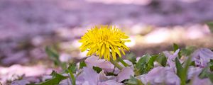 Preview wallpaper dandelion, flower, petals, plant
