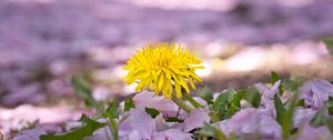 Preview wallpaper dandelion, flower, petals, plant