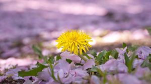 Preview wallpaper dandelion, flower, petals, plant