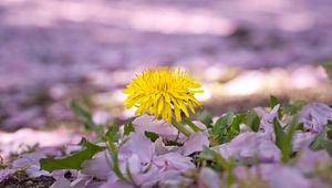 Preview wallpaper dandelion, flower, petals, plant