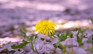 Preview wallpaper dandelion, flower, petals, plant