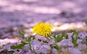 Preview wallpaper dandelion, flower, petals, plant