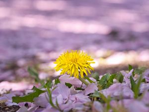Preview wallpaper dandelion, flower, petals, plant