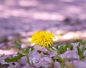 Preview wallpaper dandelion, flower, petals, plant