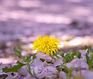 Preview wallpaper dandelion, flower, petals, plant