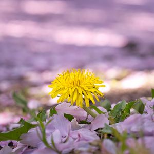 Preview wallpaper dandelion, flower, petals, plant