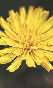 Preview wallpaper dandelion, flower, petals, macro, yellow