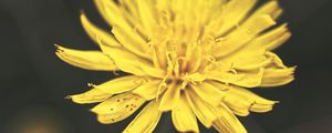 Preview wallpaper dandelion, flower, petals, macro, yellow