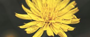 Preview wallpaper dandelion, flower, petals, macro, yellow