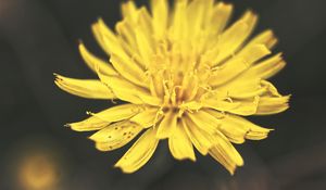 Preview wallpaper dandelion, flower, petals, macro, yellow