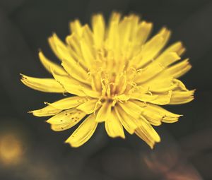 Preview wallpaper dandelion, flower, petals, macro, yellow