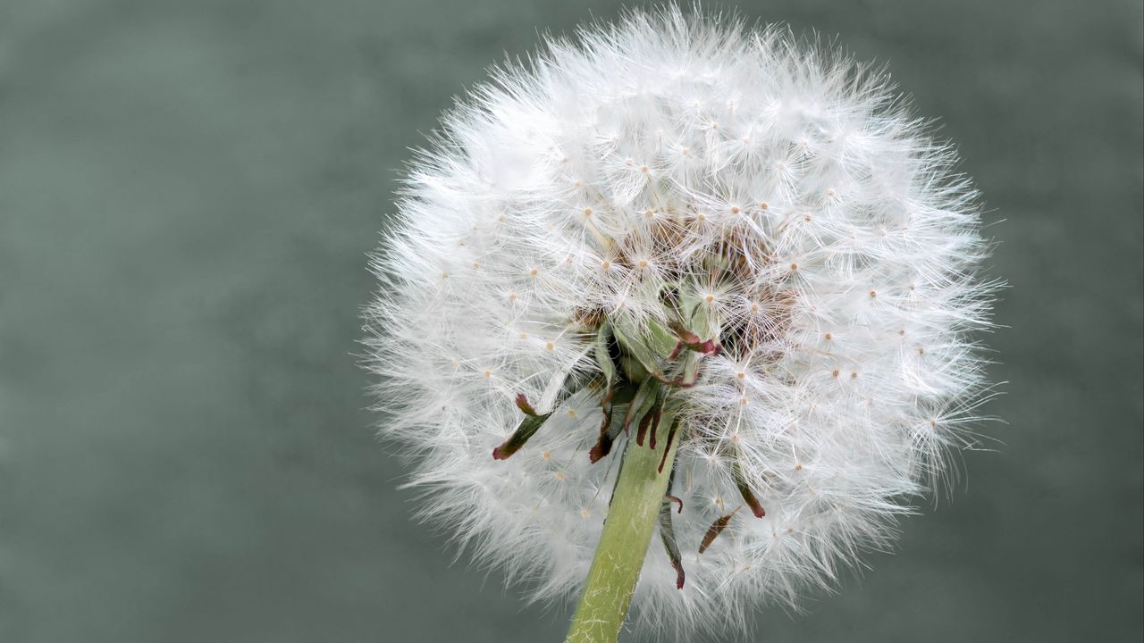Wallpaper dandelion, flower, plant, fluffy, macro