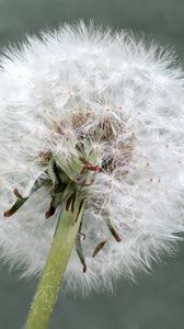 Preview wallpaper dandelion, flower, plant, fluffy, macro