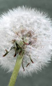 Preview wallpaper dandelion, flower, plant, fluffy, macro