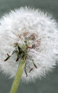 Preview wallpaper dandelion, flower, plant, fluffy, macro