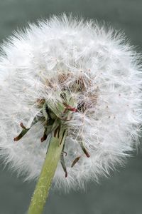 Preview wallpaper dandelion, flower, plant, fluffy, macro