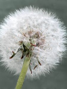 Preview wallpaper dandelion, flower, plant, fluffy, macro