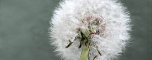 Preview wallpaper dandelion, flower, plant, fluffy, macro