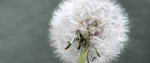 Preview wallpaper dandelion, flower, plant, fluffy, macro