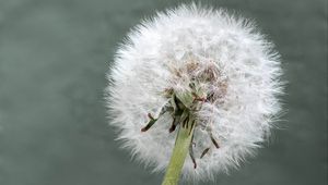 Preview wallpaper dandelion, flower, plant, fluffy, macro