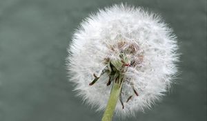 Preview wallpaper dandelion, flower, plant, fluffy, macro