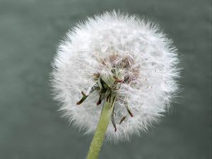 Preview wallpaper dandelion, flower, plant, fluffy, macro