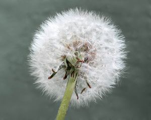 Preview wallpaper dandelion, flower, plant, fluffy, macro