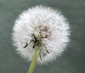 Preview wallpaper dandelion, flower, plant, fluffy, macro