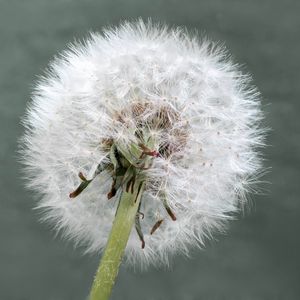 Preview wallpaper dandelion, flower, plant, fluffy, macro