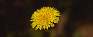 Preview wallpaper dandelion, flower, plant, macro, yellow