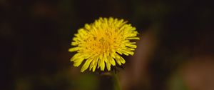 Preview wallpaper dandelion, flower, plant, macro, yellow