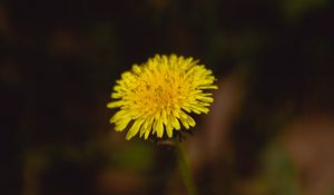 Preview wallpaper dandelion, flower, plant, macro, yellow