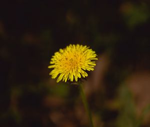 Preview wallpaper dandelion, flower, plant, macro, yellow