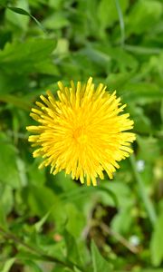 Preview wallpaper dandelion, flower, plant, yellow, macro