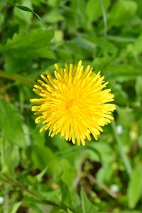 Preview wallpaper dandelion, flower, plant, yellow, macro