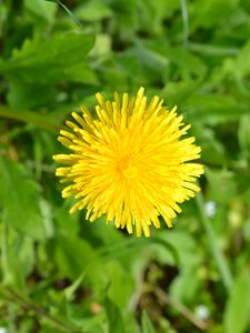 Preview wallpaper dandelion, flower, plant, yellow, macro