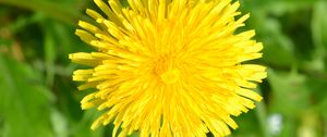 Preview wallpaper dandelion, flower, plant, yellow, macro