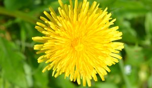 Preview wallpaper dandelion, flower, plant, yellow, macro